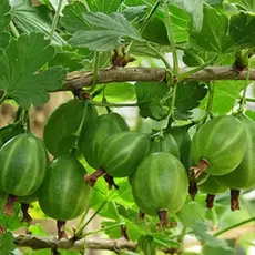 Крыжовник Юбиляр