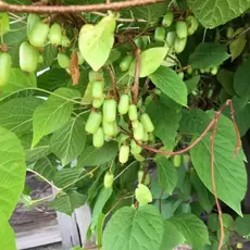 Актинидия коломикта Вафельная (жен)