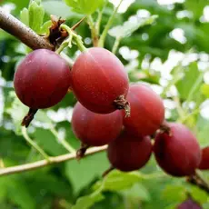 Крыжовник Каптиватор