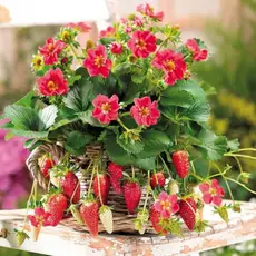 Земляника (Клубника) Тоскана Дип Роуз ремонтантная