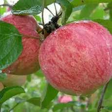 Яблоня Коричное полосатое (полукарликовый подвой)