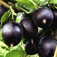 Крыжовник Командор