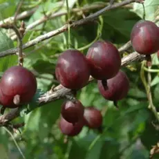 Крыжовник Олави