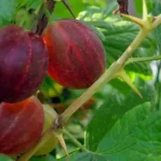 Крыжовник Русский ранний