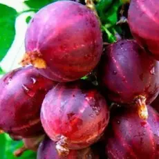 Крыжовник Колобок