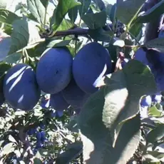 Слива Стенлей