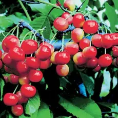 Черешня Фатеж