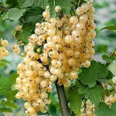 Смородина альпийская