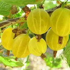 Крыжовник Коршудин