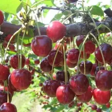 Вишня Гриот Московский