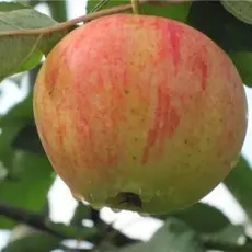 Яблоня Орлинка (полукарликовый подвой)