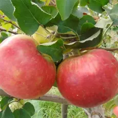 Яблоня Рождественское (семенной подвой)
