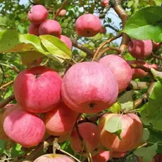 Яблоня Мелба (полукарликовый подвой)