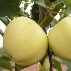 Яблоня Белый налив (полукарликовый подвой)