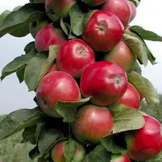 Яблоня колоновидная Валюта