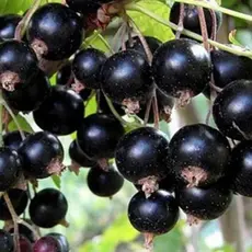 Смородина черная Орловская серенада