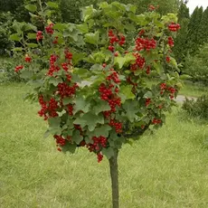 Смородина красная на штамбе Джонкер Ван Тетс