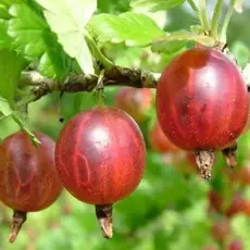 Крыжовник Садко