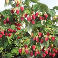 Малина обыкновенная микс