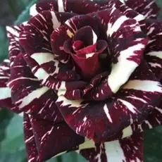 Роза чайно-гибридная Абракадабра