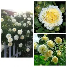 Роза плетистая Сирано Де Бержерак