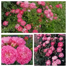 Роза миниатюрная Шармант