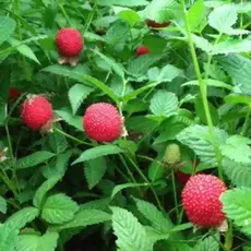 Тибетская малина