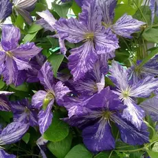 Клематис Тай Дай