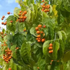 Древогубец лазящий Диана