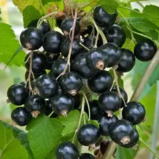 Смородина чёрная Тсема