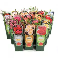 Роза Kordes Микс