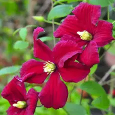 Клематис Бернин Лав