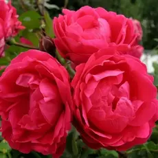 Роза канадская Александр Маккензи корнесобственная