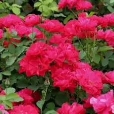 Роза канадская Моден Аморетт привитая