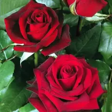 Роза чайно-гибридная Блэк Мэджик (Черная Магия)