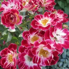 Роза миниатюрная Литл Артист