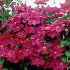 Клематис Руж Кардинал