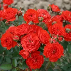 Роза миниатюрная Бэби Баккара