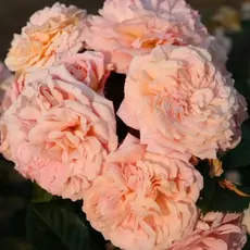 Роза флорибунда Амаретто