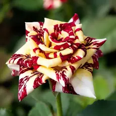 Роза чайно-гибридная Симсалабим