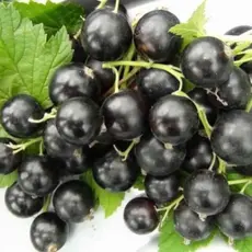 Смородина черная Черный жемчуг