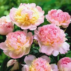 Пион молочноцветковый Расберри Сандей