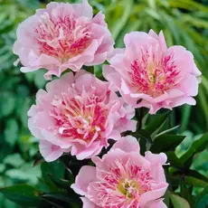 Пион молочноцветковый Ду Телл