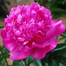 Пион молочноцветковый Себастьян Маас