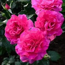 Роза флорибунда Ману Мейян