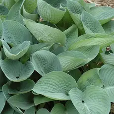 Хоста Блю Вижн