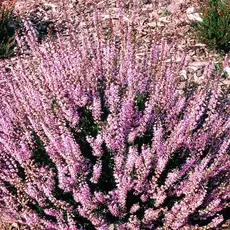 Вереск обыкновенный Сандра