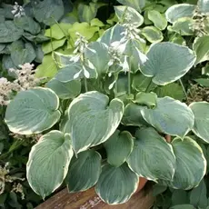 Хоста Пиззазз