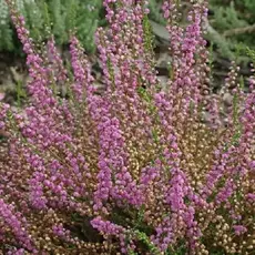 Вереск обыкновенный Тиб