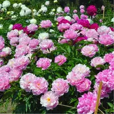 Пион молочноцветковый микс/5